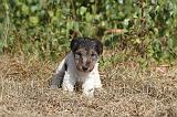 FOX TERRIER 060